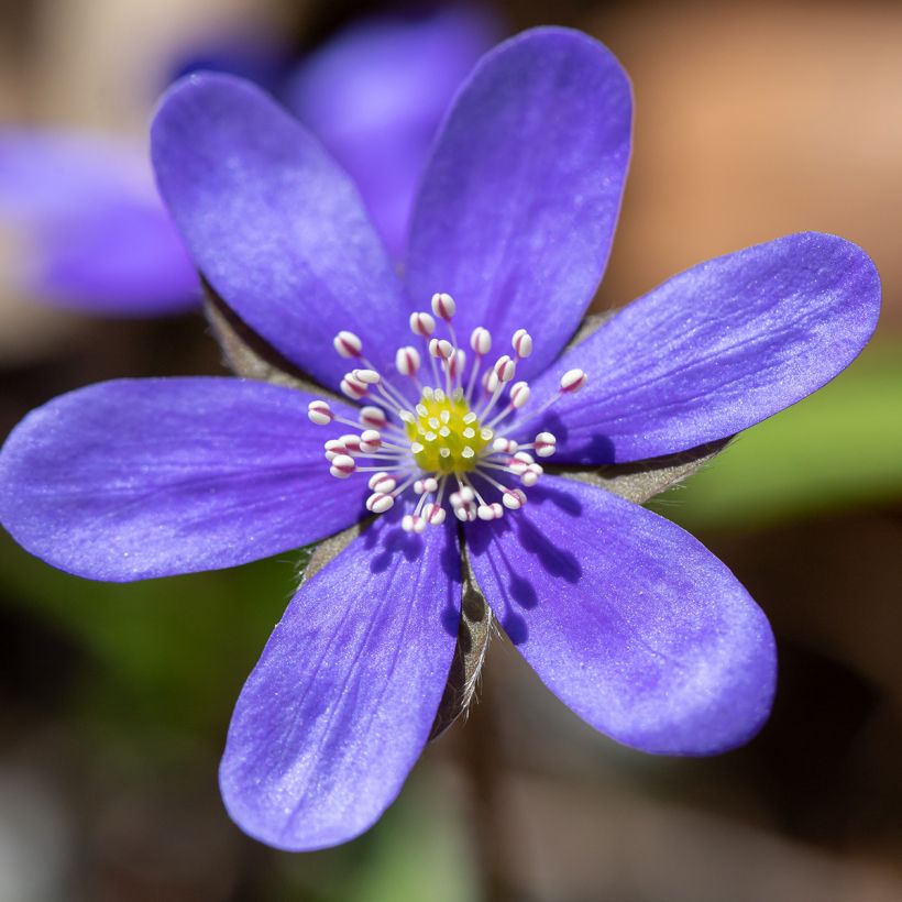 Hepatica nobilis - Leberblümchen (Flowering)