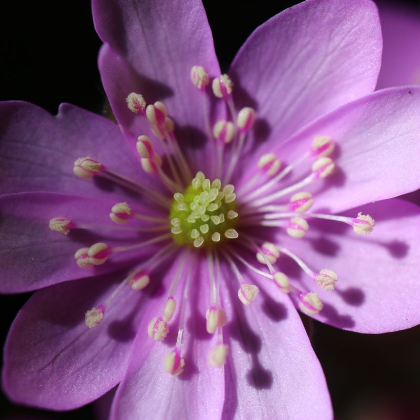 Hepatica nobilis Rosea - Leberblümchen (Flowering)