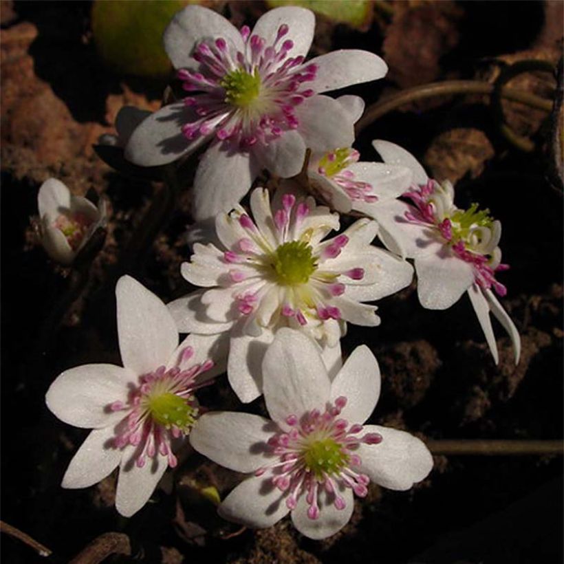 Hepatica nobilis White Forest - Leberblümchen (Flowering)