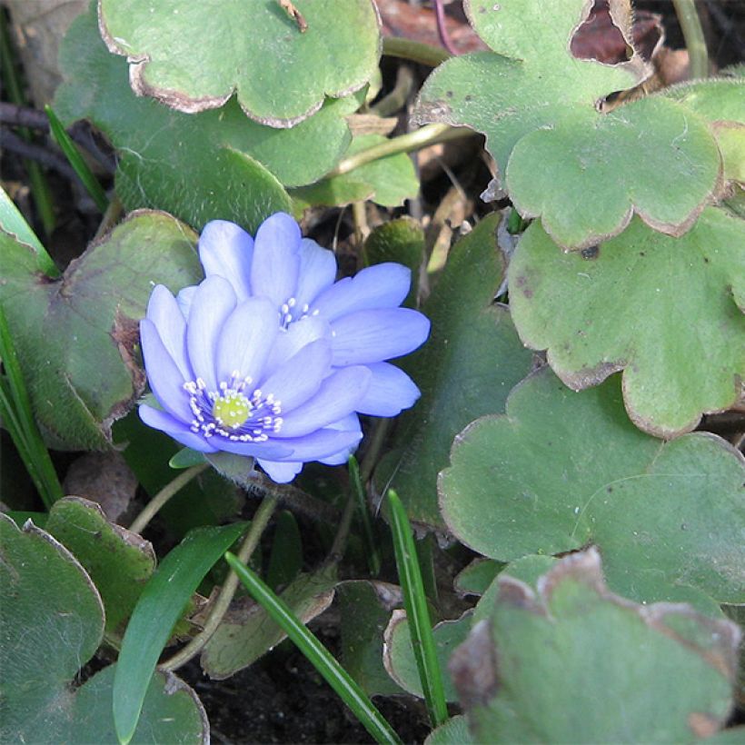 Hepatica transsilvanica De Buis - Leberblümchen (Foliage)