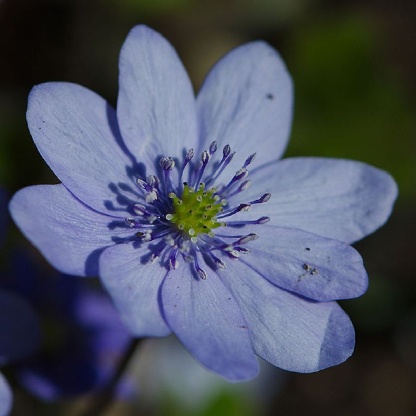 Hepatica transsilvanica De Buis - Leberblümchen (Flowering)