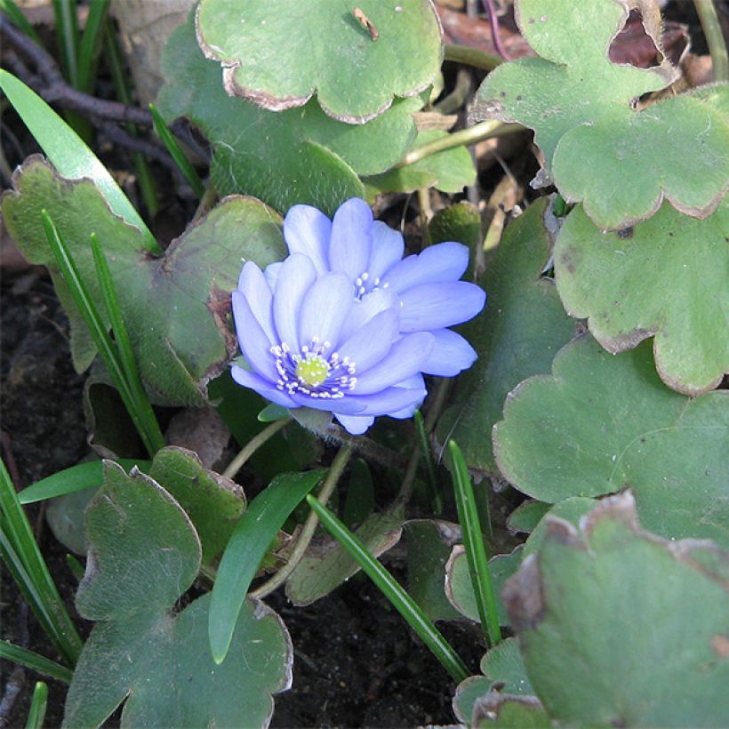 Hepatica transsilvanica De Buis - Leberblümchen (Plant habit)