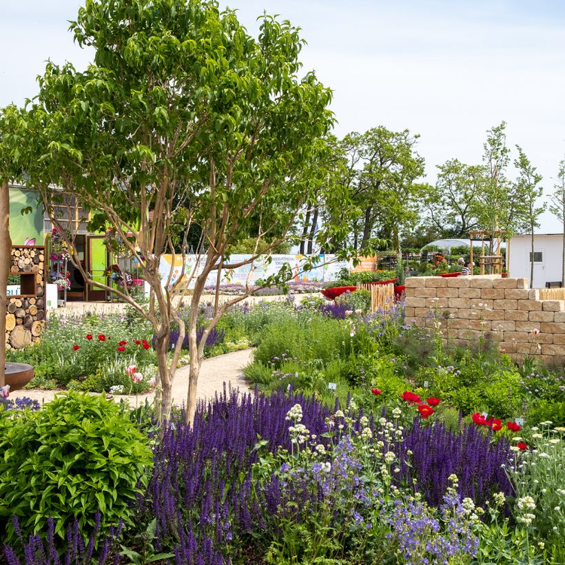 Sieben-Glocken Temple of Bloom - Heptacodium miconioides (Wuchs)