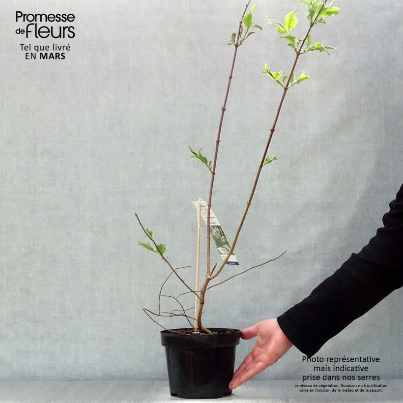 Exemplar von Sieben-Glocken - Heptacodium miconioides Topf mit 3L/4L wie im Frühjahr geliefert