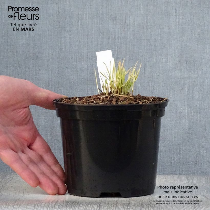 Example of Hakonechloa macra Naomi - Japangras Topf mit 2L/3L as you get in printemps