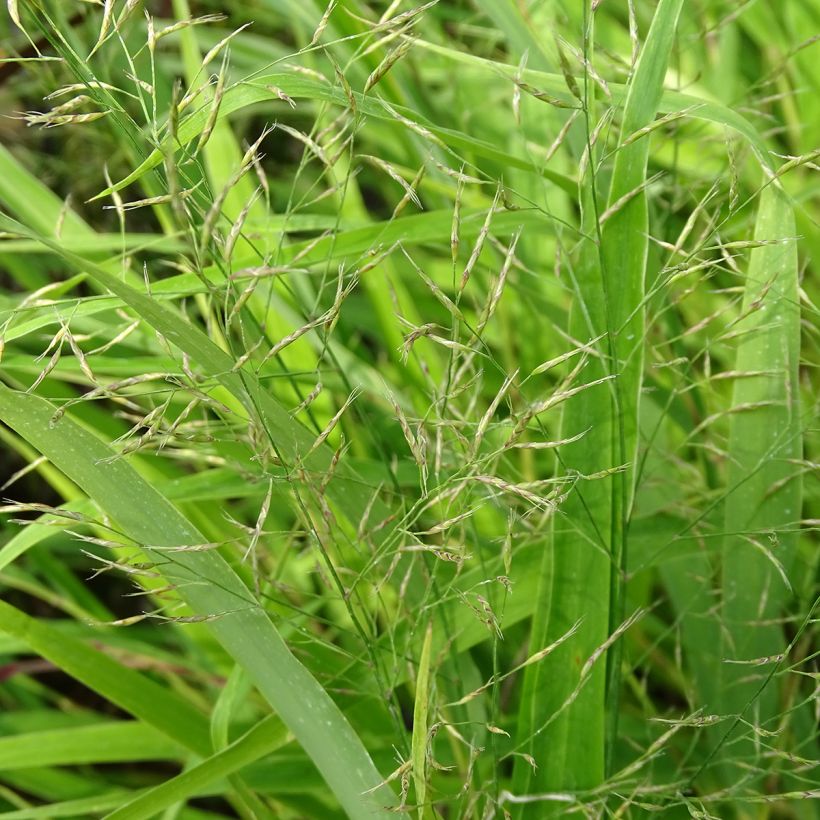 Hakonechloa macra - Japangras (Flowering)
