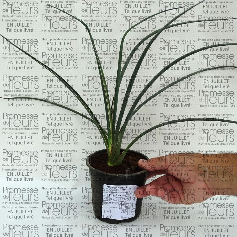 Exemplar von Hesperaloe parviflora - Rote Yucca Topf mit 7,5L/10L wie im Sommer geliefert