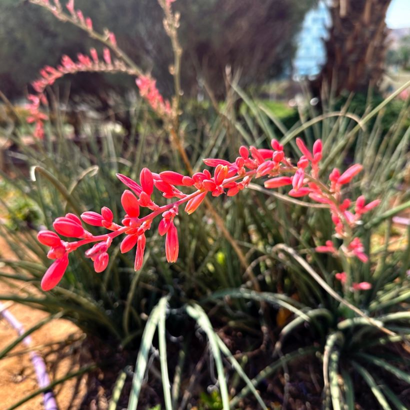 Hesperaloe parviflora Arizona Sunrise - Rote Yucca (Blüte)