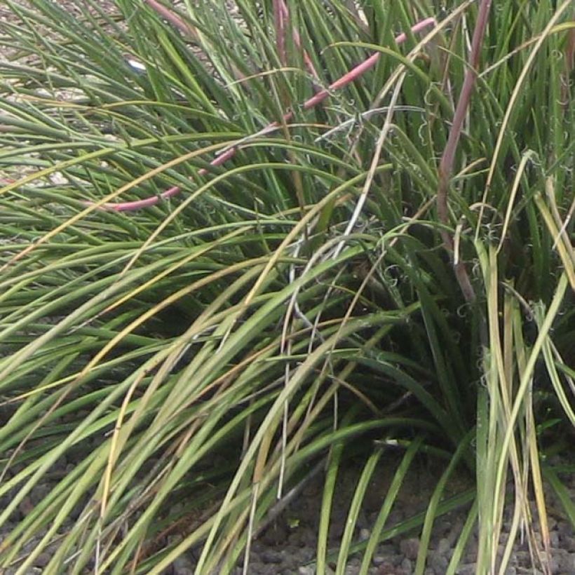 Hesperaloe parviflora Rubra - Rote Yucca (Foliage)