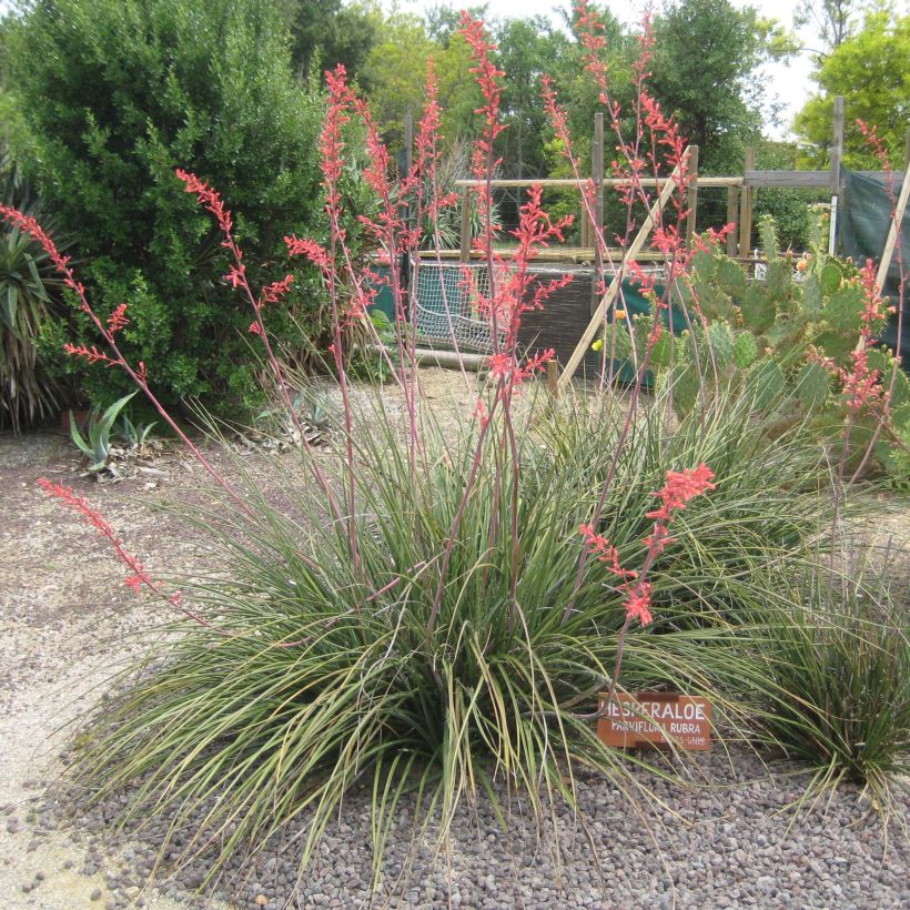 Hesperaloe parviflora Rubra - Rote Yucca (Plant habit)