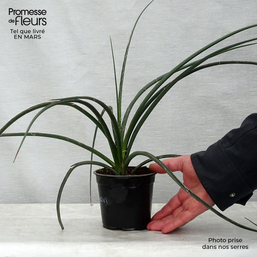 Exemplar von Hesperaloe parviflora - Rote Yucca Topf mit 7,5L/10L wie im Frühjahr geliefert