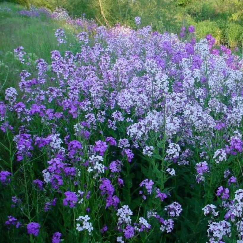 Gemeine Nachtviole - Hesperis matronalis (Plant habit)