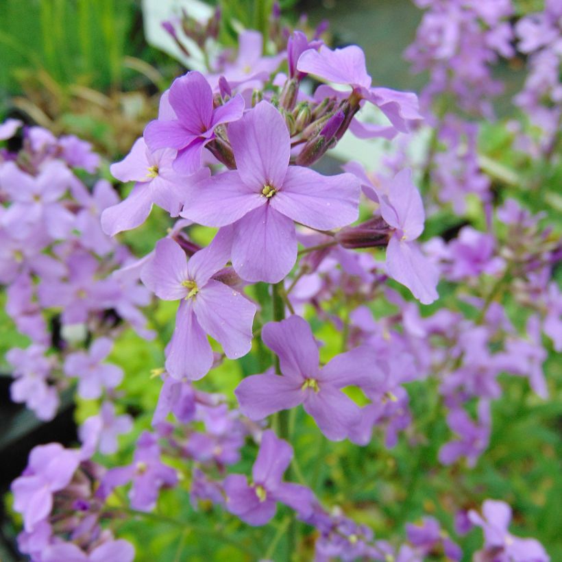 Gemeine Nachtviole - Hesperis matronalis (Flowering)