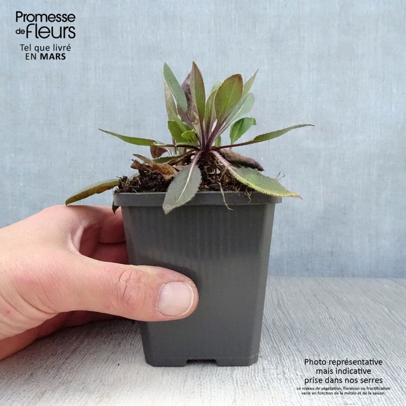 Example of Gemeine Nachtviole Alba Plena - Hesperis matronalis v.albiflora Kleine Töpfe von 8/9 cm as you get in printemps