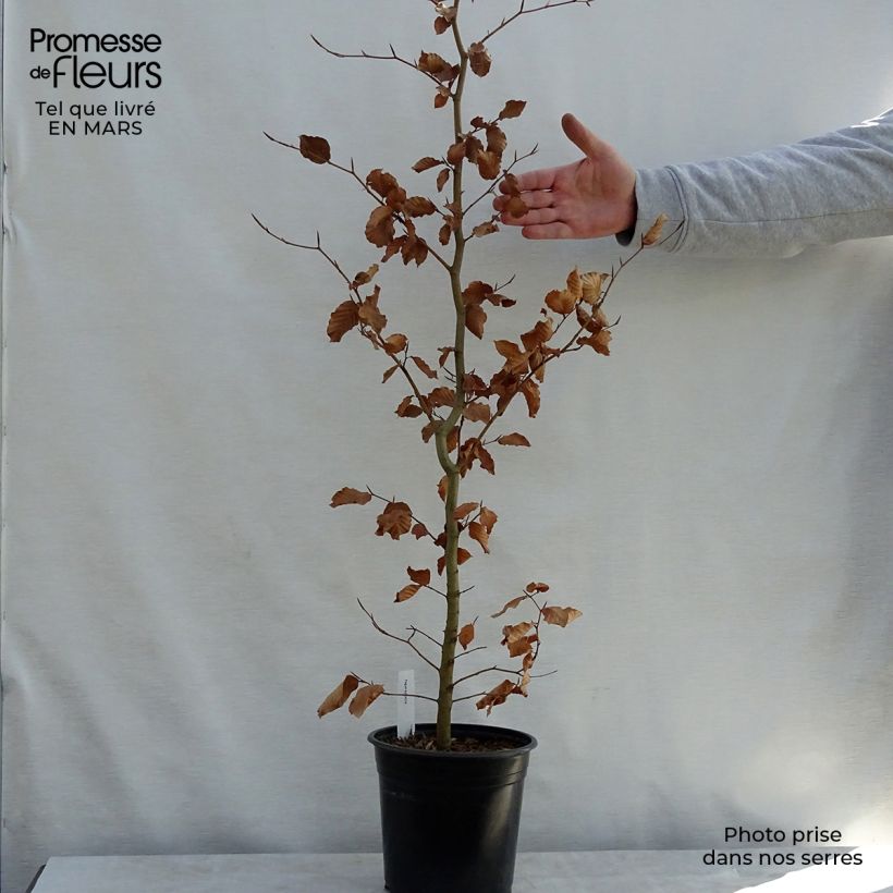 Example of Rotbuche - Fagus sylvatica Topf mit 2L/3L as you get in printemps