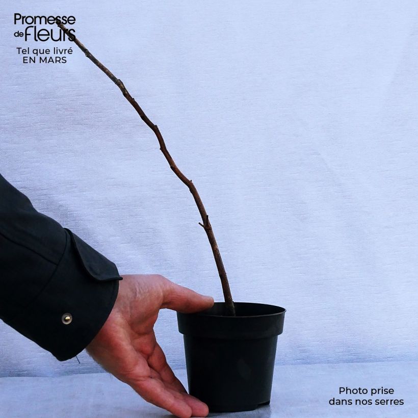 Example of Rotbuche - Fagus sylvatica Kleine Töpfe von 8/9 cm as you get in printemps