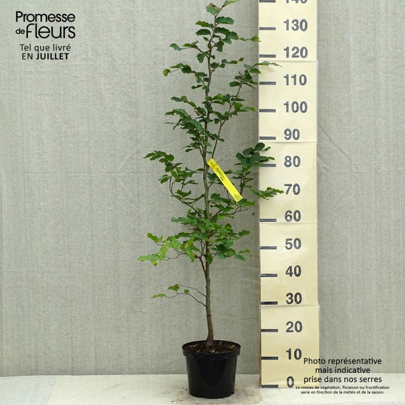 Exemplar von Rotbuche - Fagus sylvatica Topf mit 2L/3L wie im Sommer geliefert