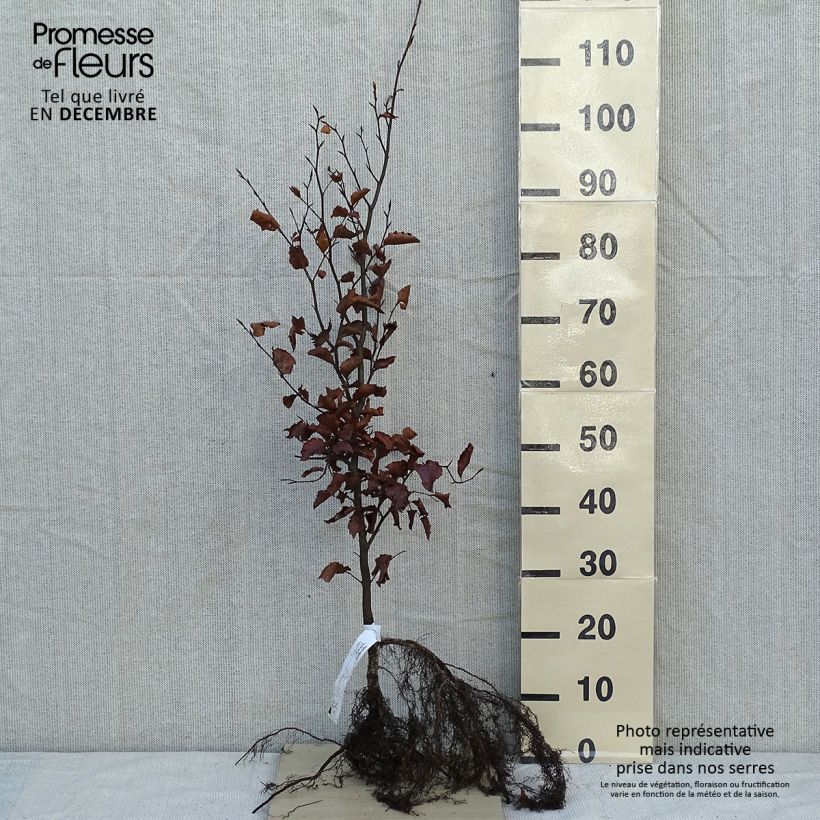 Example of Rotbuche - Fagus sylvatica Wurzelnackt as you get in hiver