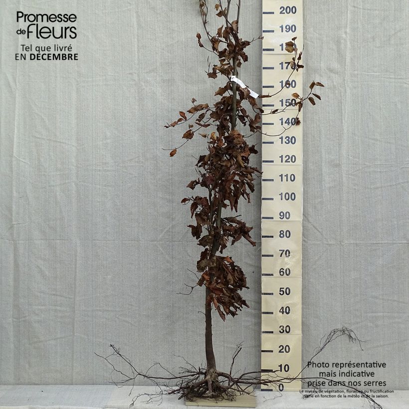 Example of Rotbuche - Fagus sylvatica Wurzelnackt as you get in hiver