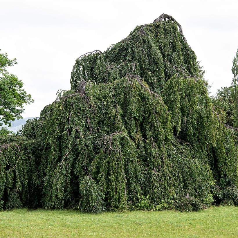 Rotbuche Pendula - Fagus sylvatica (Wuchs)