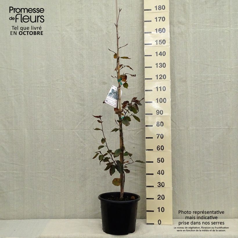 Exemplar von Rotbuche Riversii - Fagus sylvatica Topf mit 12L/15L, Stämmchen wie im Herbst geliefert