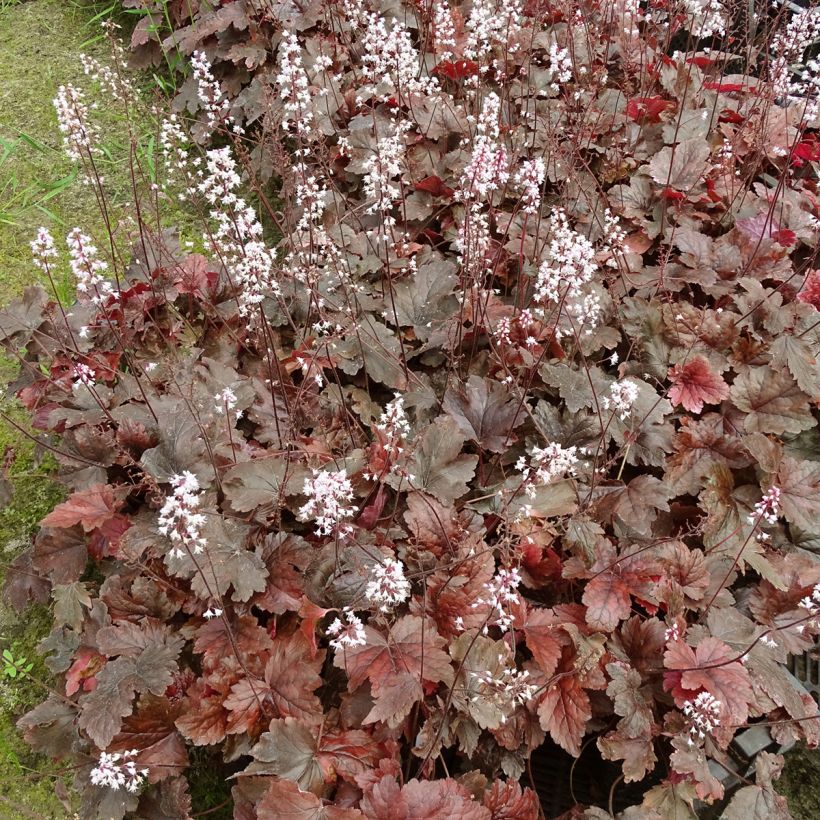Heucherella Berry Fizz - Schaumglöckchen (Wuchs)