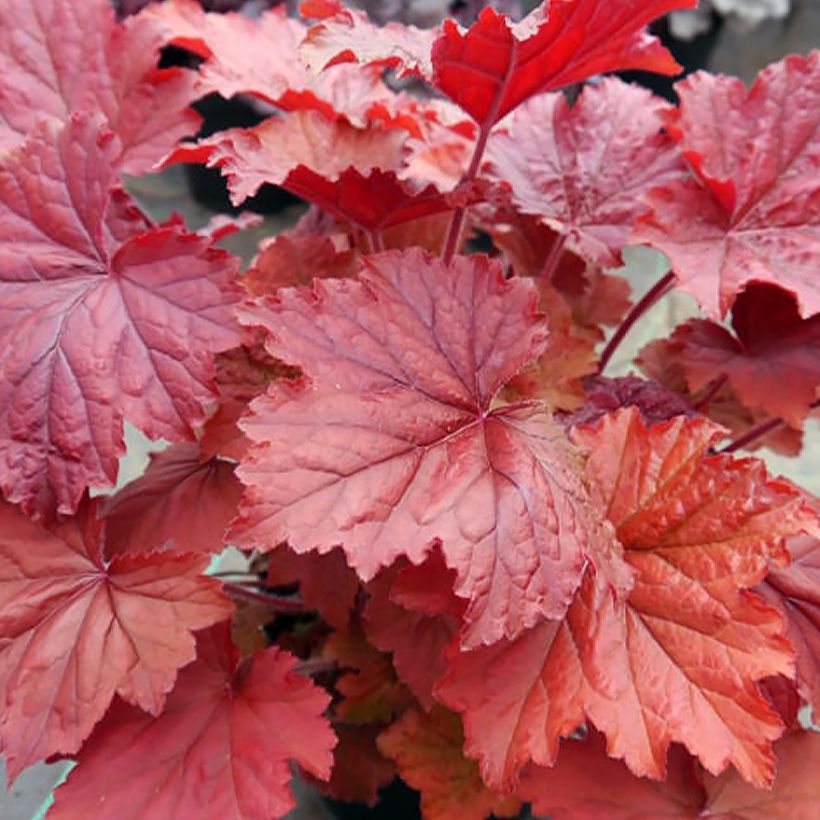 Heuchera Bloody Dinosaur - Purpurglöckchen (Laub)