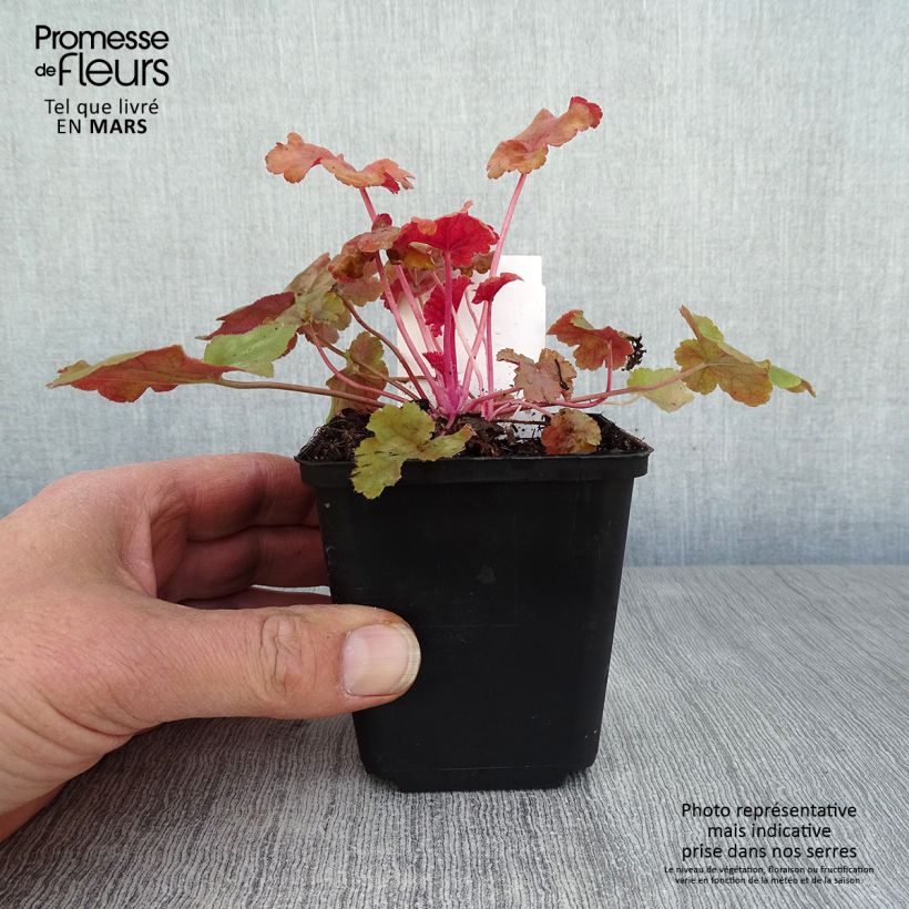 Exemplar von Heuchera Caribbean Sea - Purpurglöckchen Kleine Töpfe von 8/9 cm wie im Frühjahr geliefert