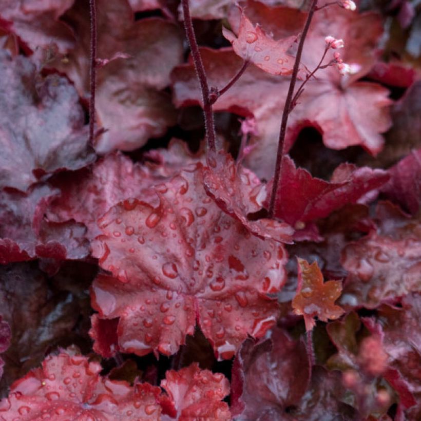 Heuchera Fire Chief - Purpurglöckchen (Foliage)