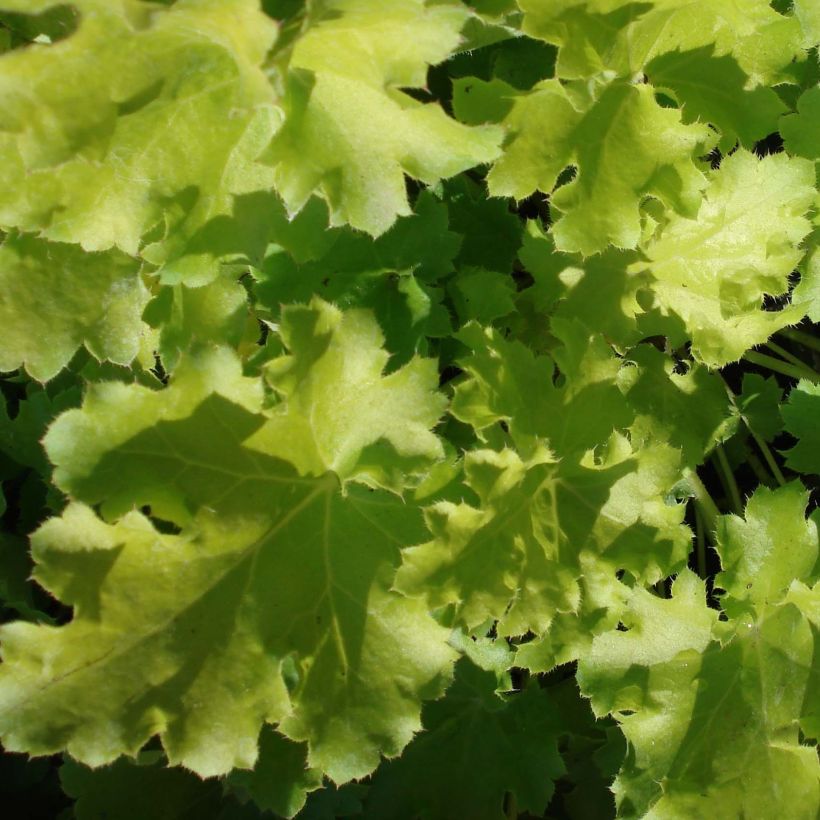 Heuchera Lime Rickey - Purpurglöckchen (Foliage)