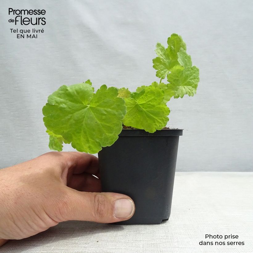 Example of Heuchera Little Cuties Sweet Tart - Purpurglöckchen Kleine Töpfe von 8/9 cm as you get in printemps