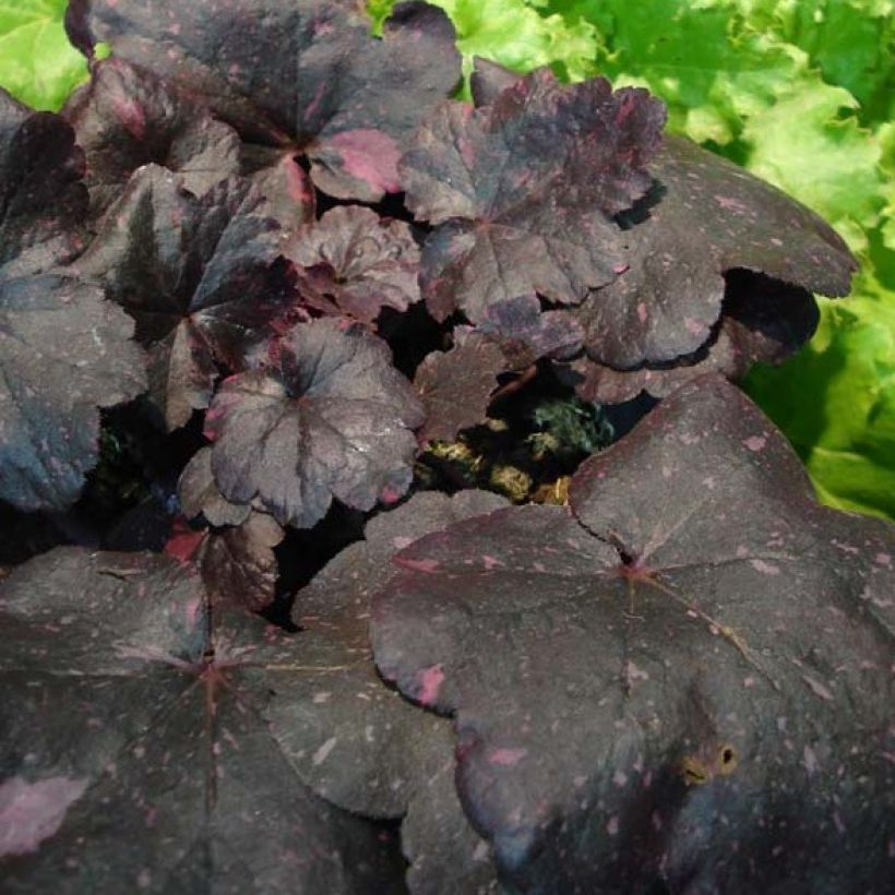 Heuchera Midnight Rose - Purpurglöckchen (Foliage)