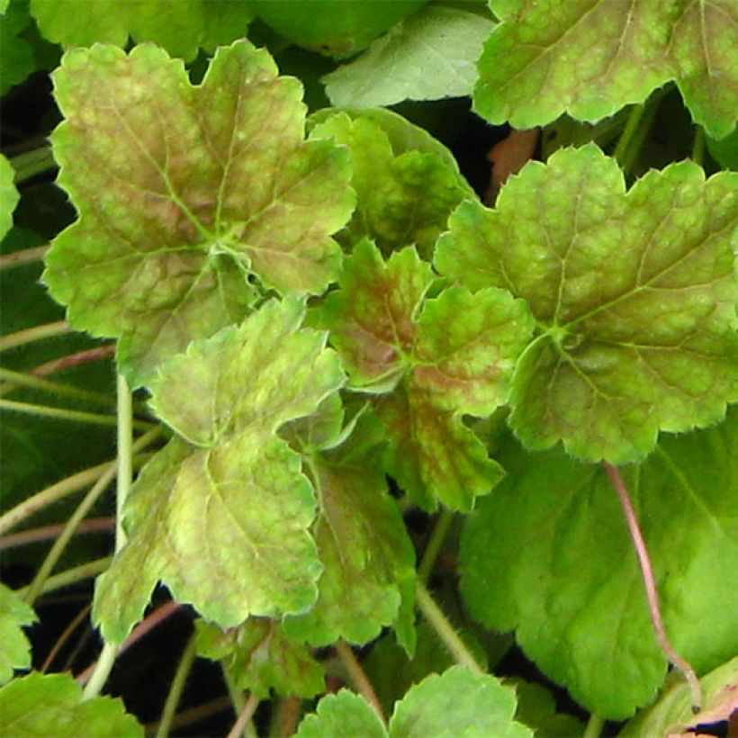 Heuchera Miracle - Purpurglöckchen (Foliage)