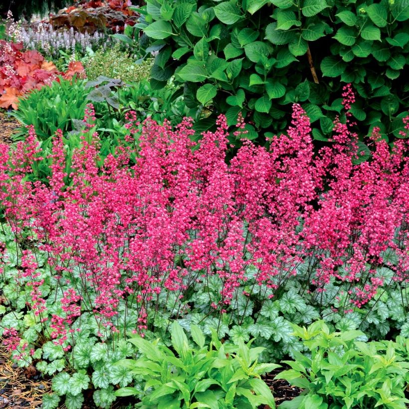 Heuchera Paris - Purpurglöckchen (Wuchs)