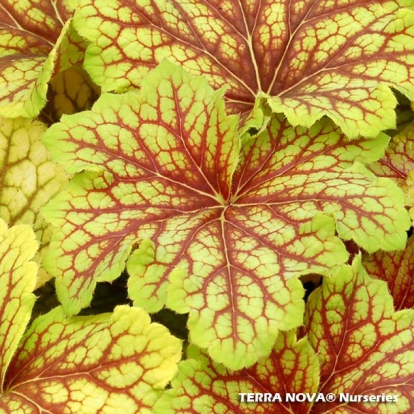 Heuchera Red Lightning - Purpurglöckchen (Foliage)