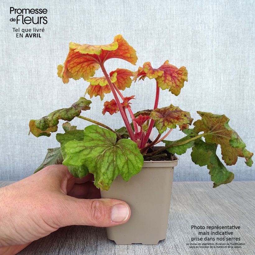 Example of Heuchera Red Lightning - Purpurglöckchen Kleine Töpfe von 8/9 cm as you get in printemps