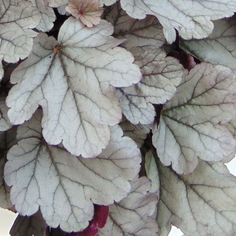 Heuchera Silver Gumdrop - Purpurglöckchen (Foliage)