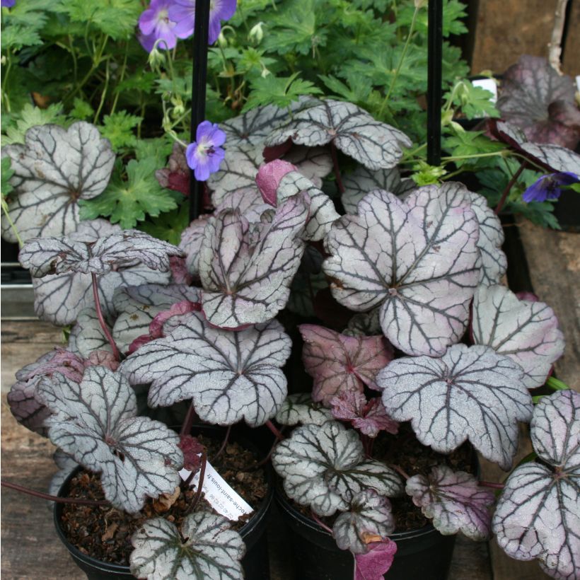 Heuchera Sugar Plum - Purpurglöckchen (Wuchs)