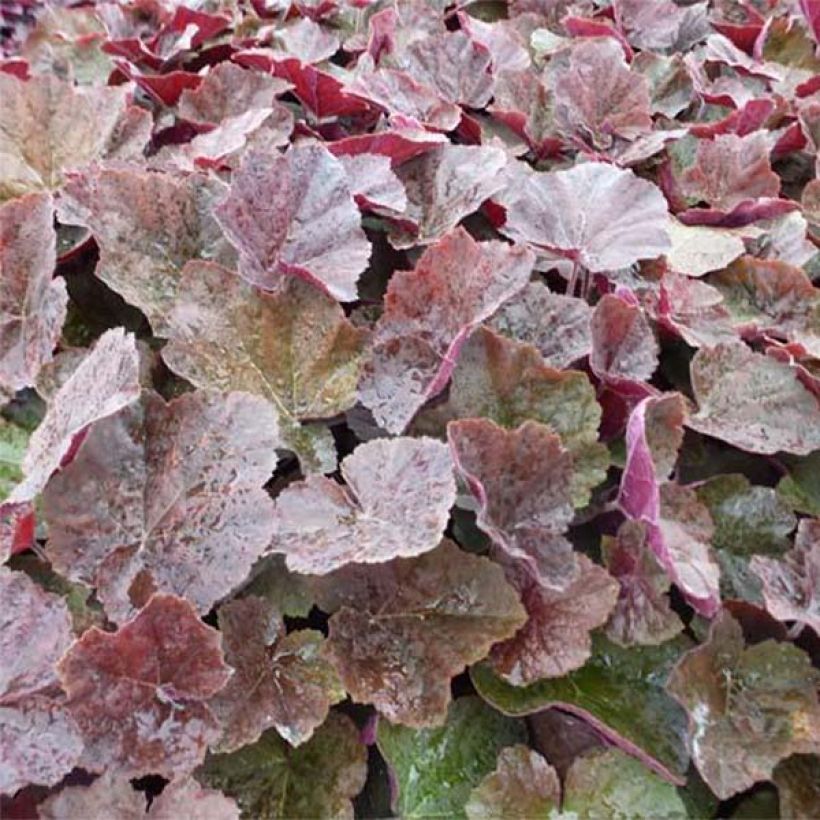 Heuchera XXL - Purpurglöckchen (Foliage)