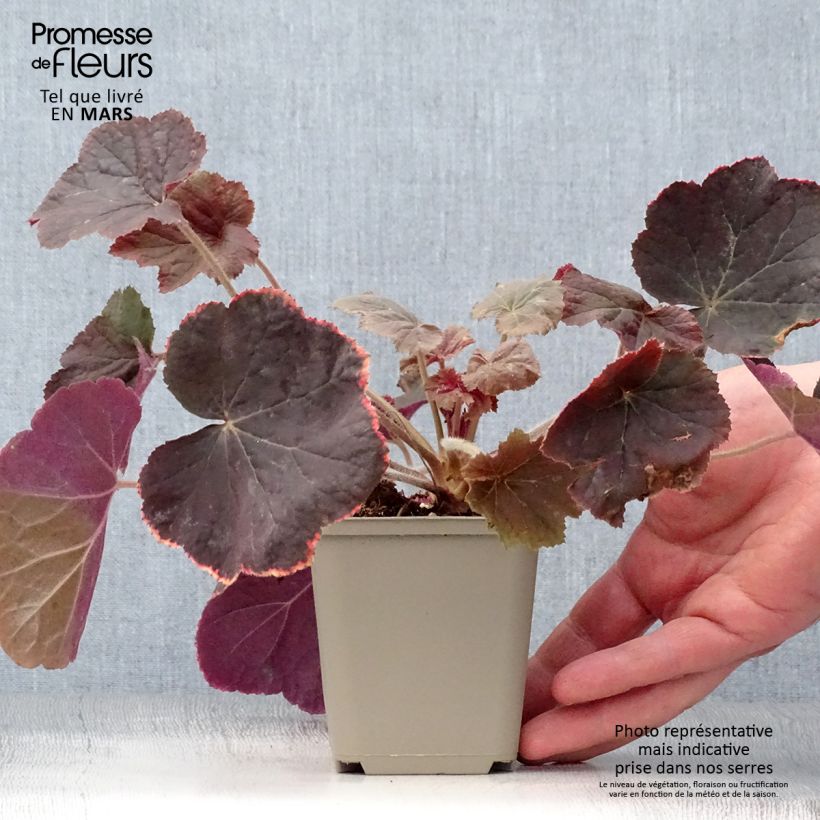 Example of Heuchera XXL - Purpurglöckchen Kleine Töpfe von 8/9 cm as you get in printemps