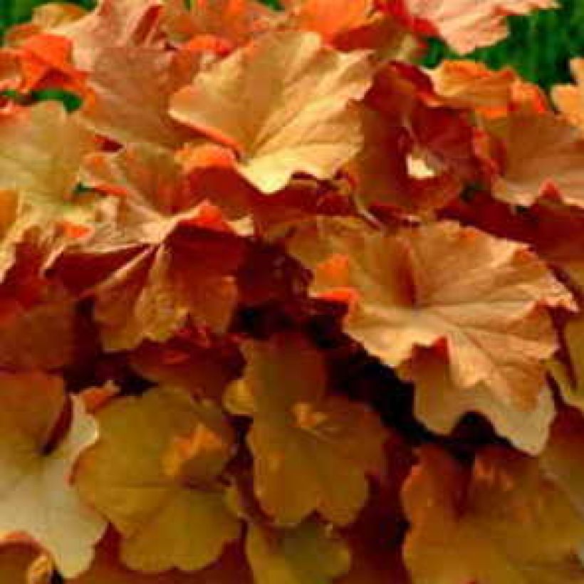 Heuchera Caramel - Purpurglöckchen (Foliage)