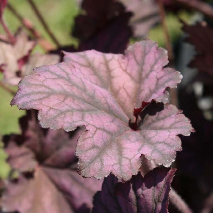 Heuchera Plum Pudding - Purpurglöckchen (Wuchs)