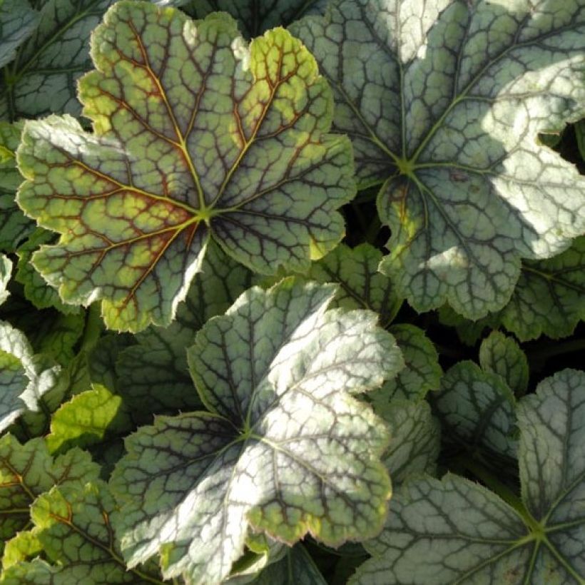 Heuchera Green Spice - Purpurglöckchen (Foliage)