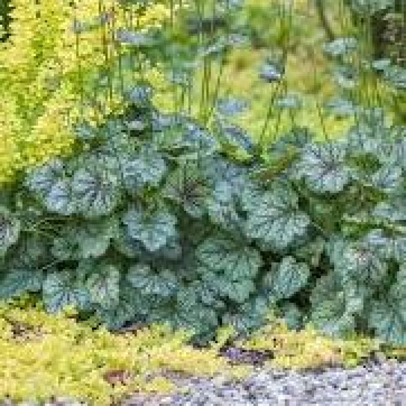 Heuchera Green Spice - Purpurglöckchen (Plant habit)