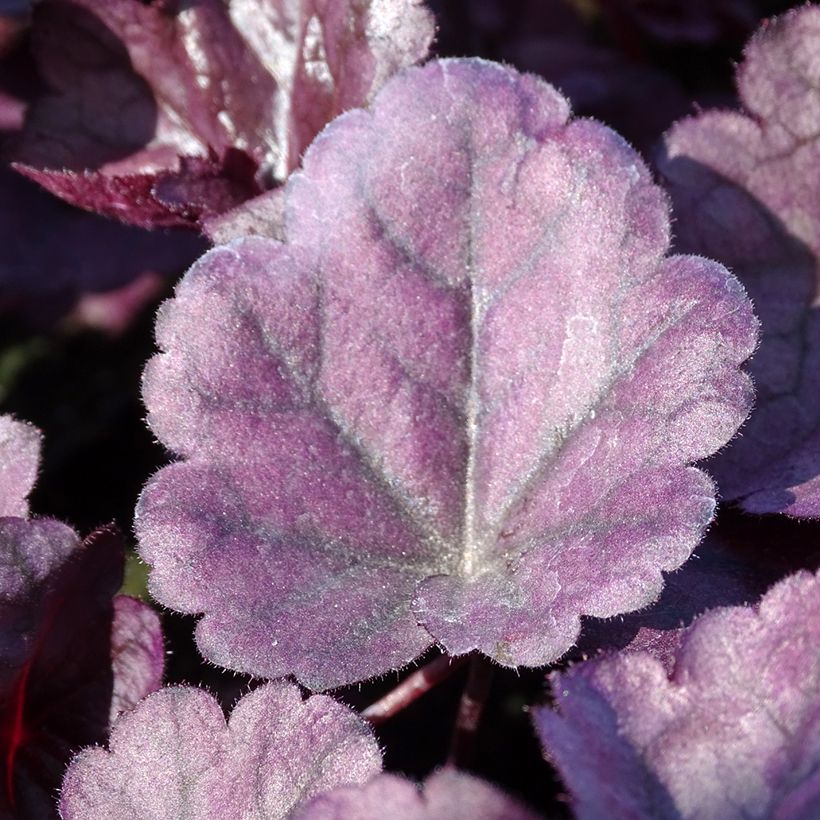 Heuchera Dolce Wildberry - Purpurglöckchen (Laub)