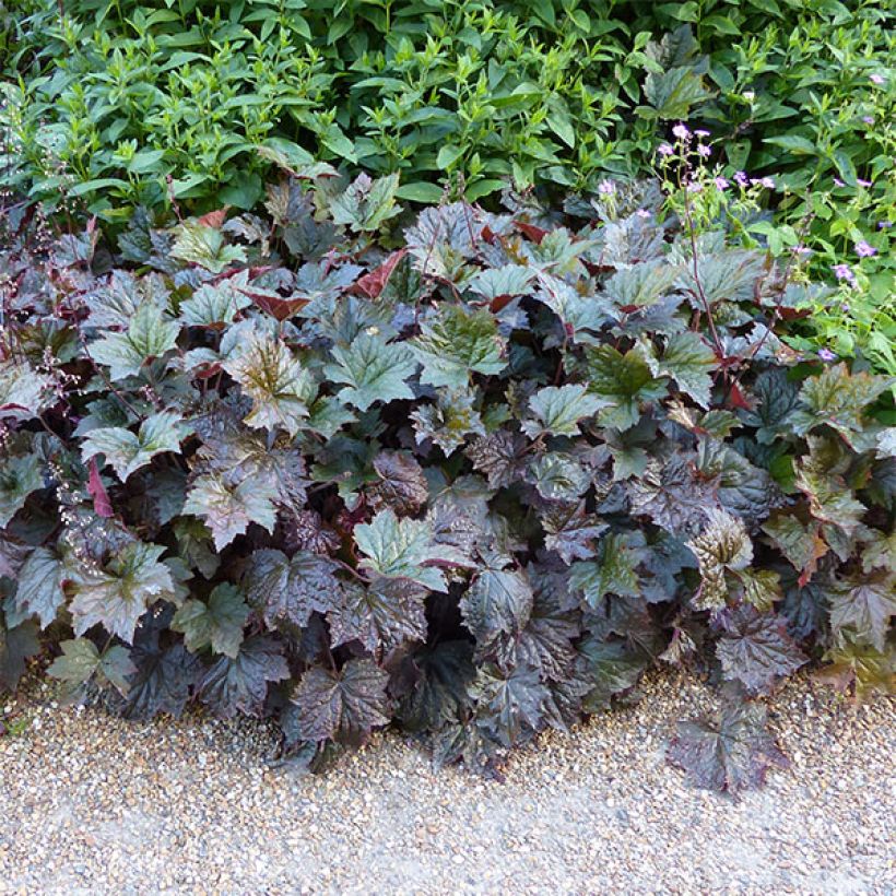Heuchera micrantha var.diversifolia Palace Purple - Purpurglöckchen (Wuchs)