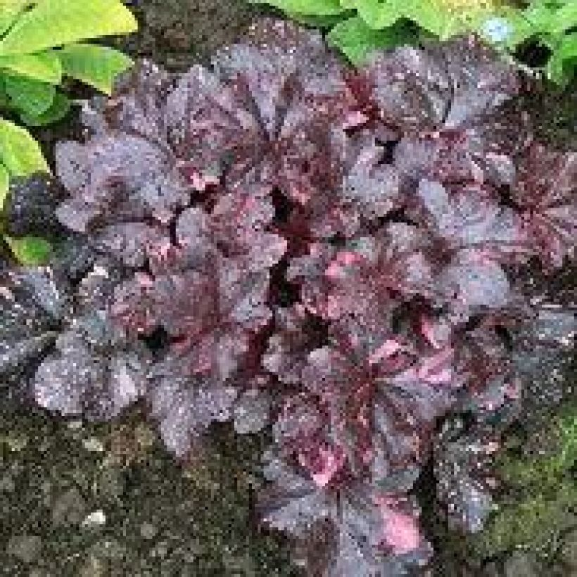 Heuchera Midnight Rose - Purpurglöckchen (Plant habit)