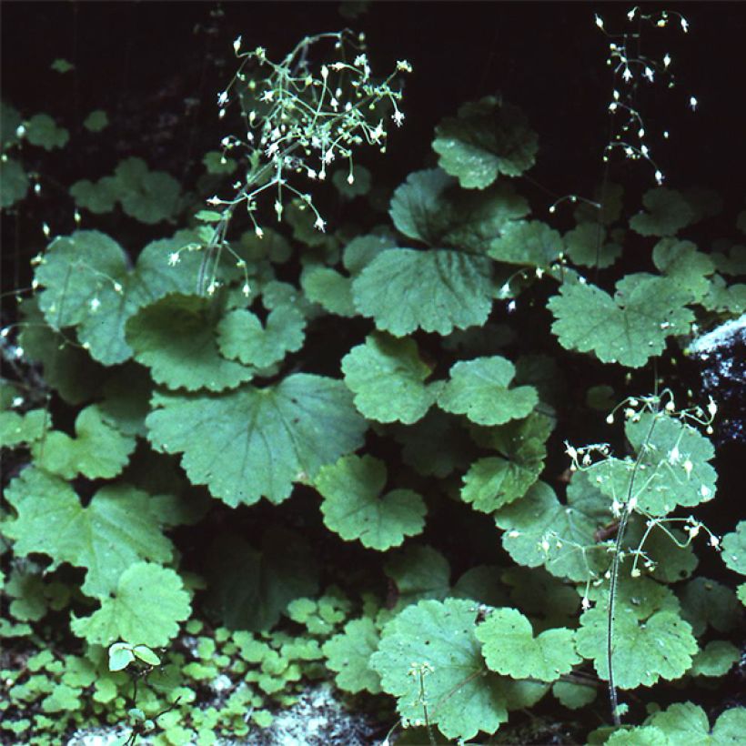 Heuchera parvifolia var. nivalis - Purpurglöckchen (Wuchs)