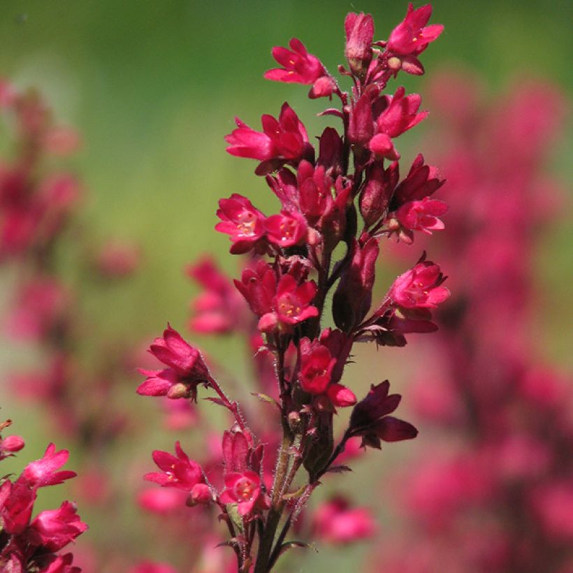 Heuchera sanguinea Leuchtkäfer - Purpurglöckchen (Flowering)