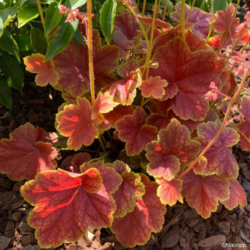 Heuchera Eternal Flame - Purpurglöckchen (Laub)